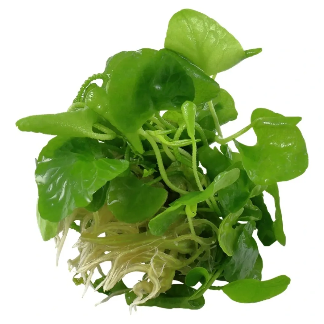 Tropica Nymphoides hydrophylla Taiwan 1-2-GROW
