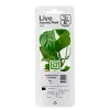 Tropica PCS Pot Anubias barteri caladiifolia x 3