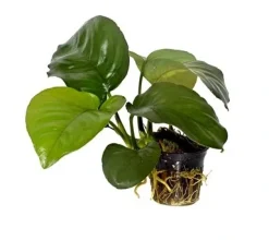 Tropica PCS Pot Anubias barteri caladiifolia x 3