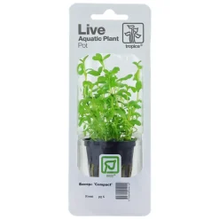 Tropica PCS Pot Bacopa monnieri Compact x 3