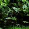 Tropica PCS Pot Cryptocoryne beckettii Petchii x 3