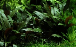 Tropica PCS Pot Cryptocoryne beckettii Petchii x 3