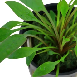 Tropica PCS Pot Cryptocoryne x willisii x 3