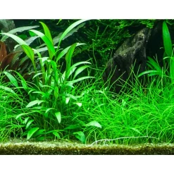 Tropica PCS Pot Cryptocoryne x willisii x 3