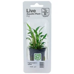 Tropica PCS Pot Cryptocoryne x willisii x 3