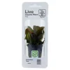Tropica PCS Pot Echinodorus Reni x 3