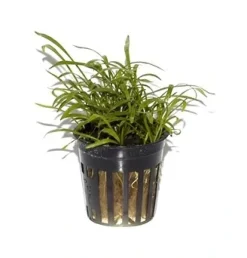 Tropica PCS Pot Lilaeopsis brasiliensis x 3