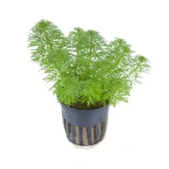 Tropica PCS Pot Limnophila sessiliflora x 3