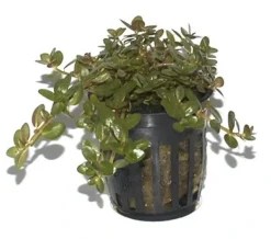 Tropica PCS Pot Rotala rotundifolia x 3