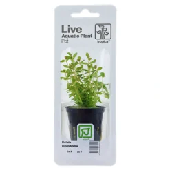 Tropica PCS Pot Rotala rotundifolia x 3