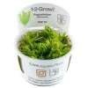 Tropica Pogostemon deccanensis 1-2-GROW x 3