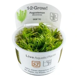 Tropica Pogostemon deccanensis 1-2-GROW x 3