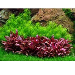 Tropica Pogostemon deccanensis 1-2-GROW x 3