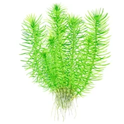 Tropica Pogostemon deccanensis 1-2-GROW x 3