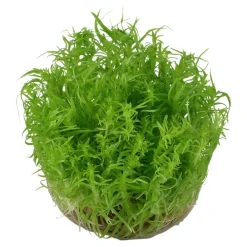 Tropica Pogostemon deccanensis 1-2-GROW x 3