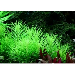 Tropica Pogostemon deccanensis 1-2-GROW x 3
