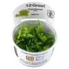 Tropica Pogostemon Helferi 1-2-GROW