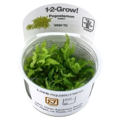Tropica Pogostemon Helferi 1-2-GROW