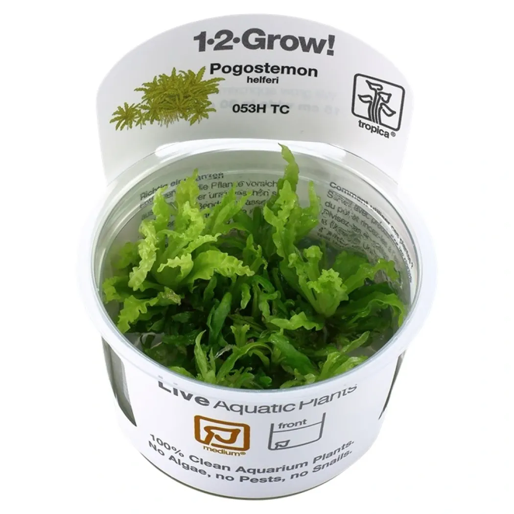Tropica Pogostemon Helferi 1-2-GROW