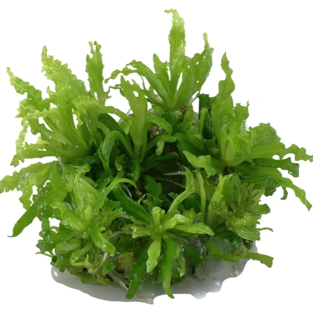 Tropica Pogostemon Helferi 1-2-GROW