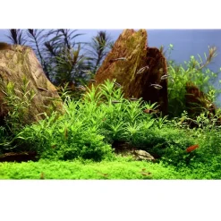 Tropica Pogostemon Helferi 1-2-GROW