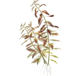 Tropica Proserpinaca palustris 1-2-GROW x 3