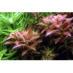 Tropica Proserpinaca palustris 1-2-GROW x 3