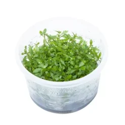 Tropica Proserpinaca palustris 1-2-GROW x 3