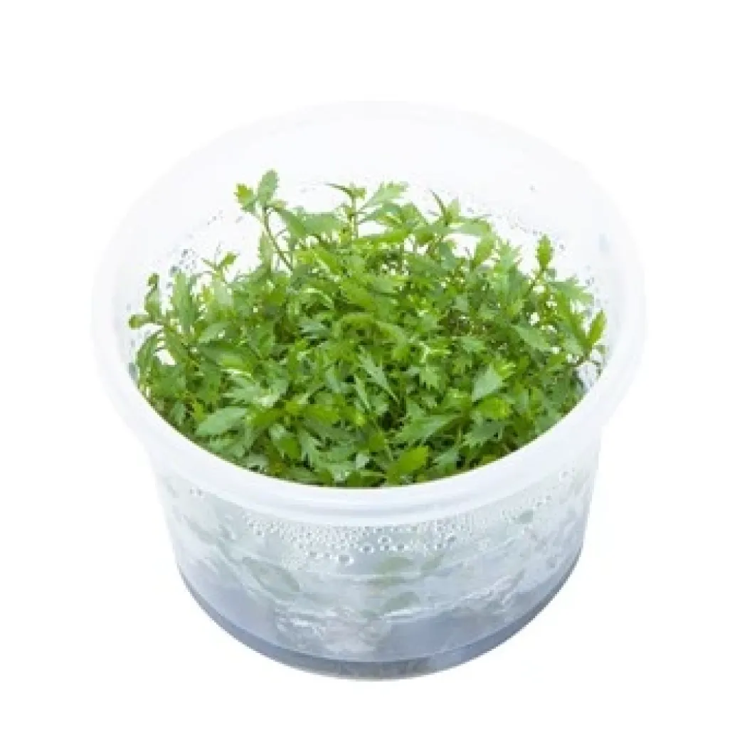 Tropica Proserpinaca palustris 1-2-GROW x 3