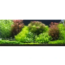 Tropica Proserpinaca palustris 1-2-GROW x 3