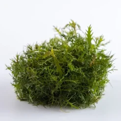 Tropica Proserpinaca palustris 1-2-GROW x 3