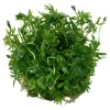 Tropica Ranunculus inundatus 1-2-GROW