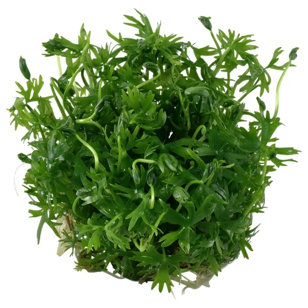 Tropica Ranunculus inundatus 1-2-GROW