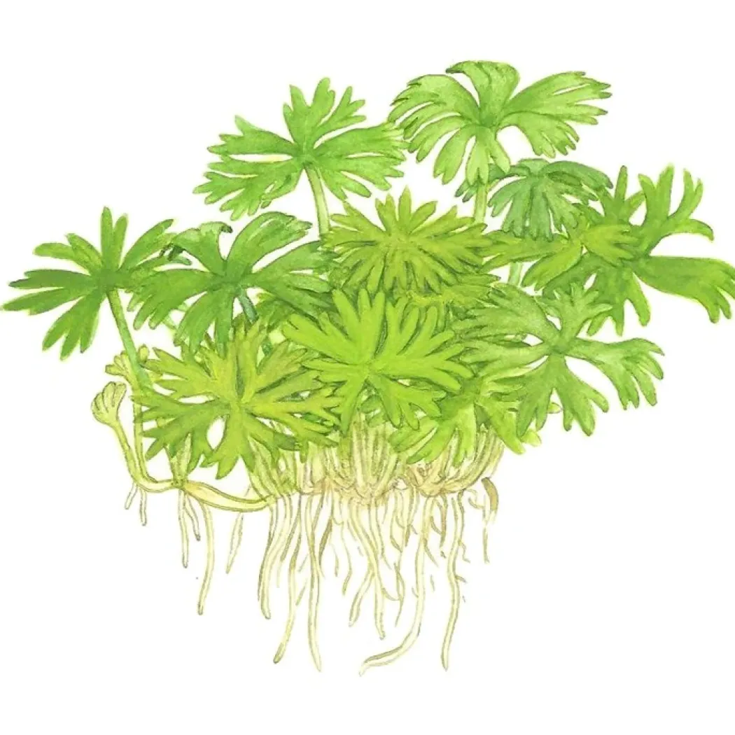 Tropica Ranunculus inundatus 1-2-GROW