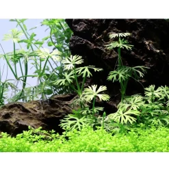 Tropica Ranunculus inundatus 1-2-GROW