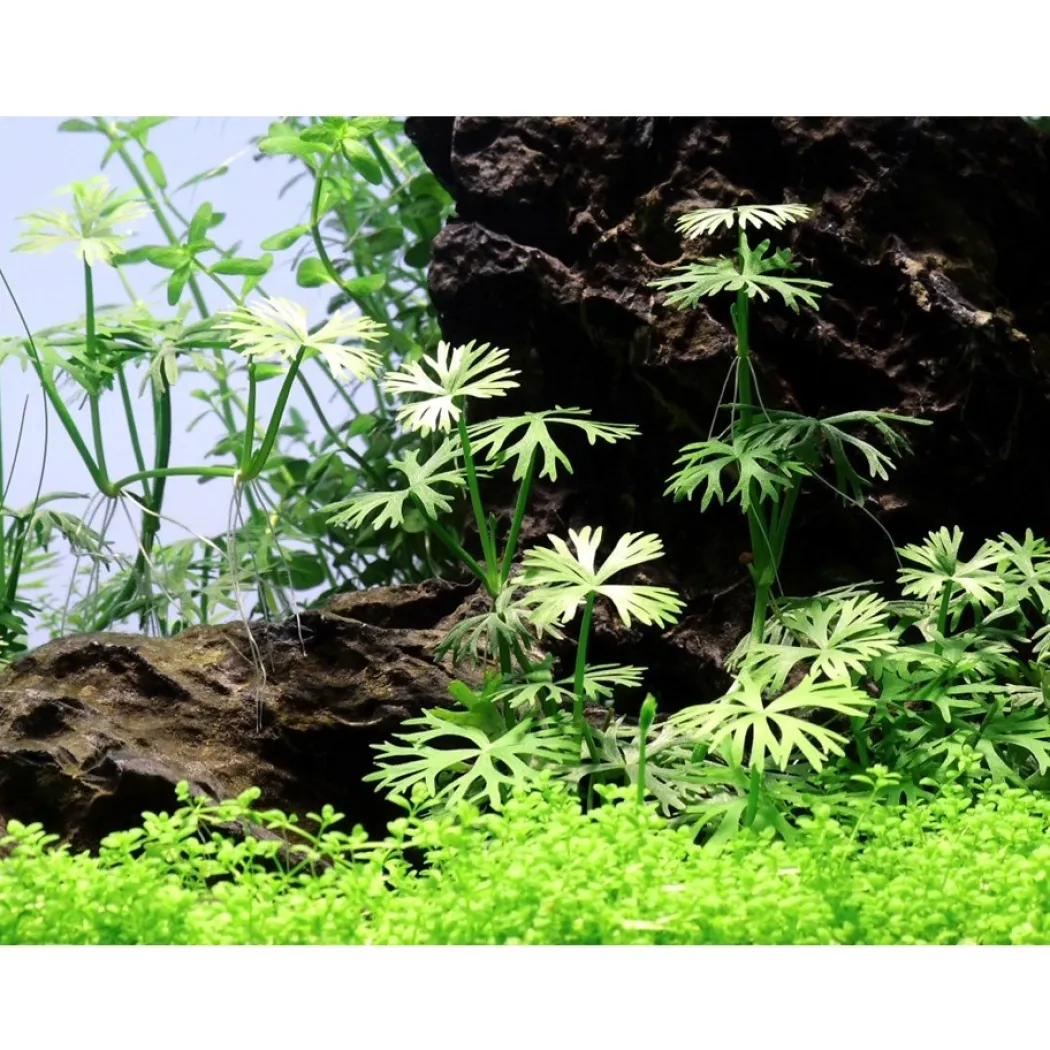 Tropica Ranunculus inundatus 1-2-GROW