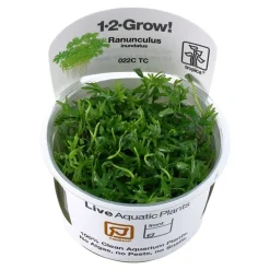 Tropica Ranunculus inundatus 1-2-GROW
