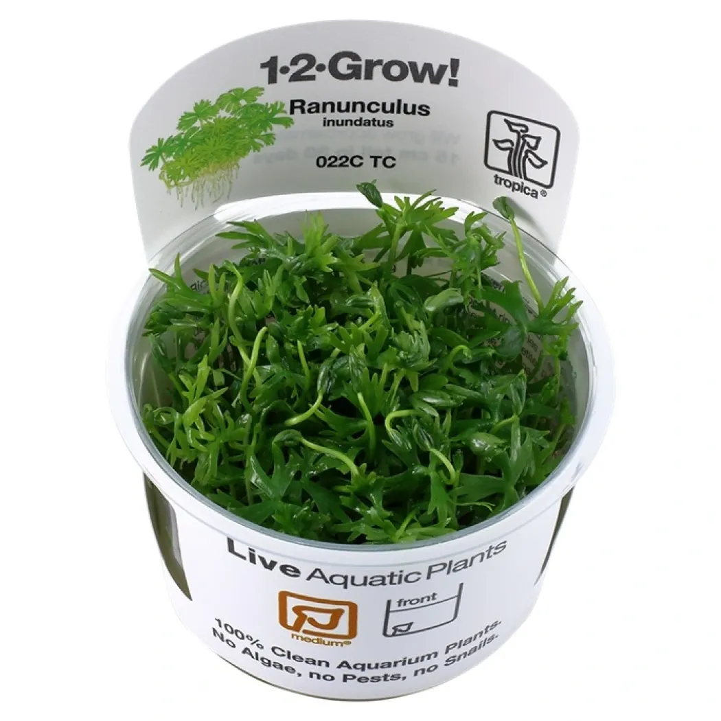 Tropica Ranunculus inundatus 1-2-GROW