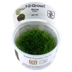 Tropica Riccia fluitans 1-2-GROW