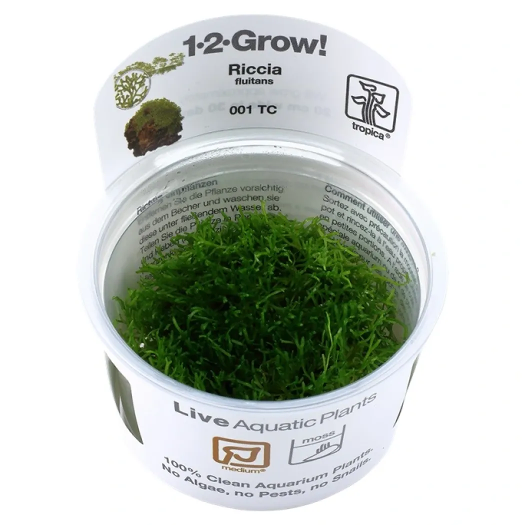 Tropica Riccia fluitans 1-2-GROW