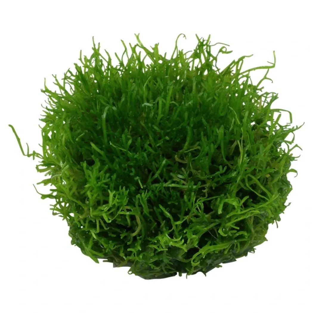 Tropica Riccia fluitans 1-2-GROW