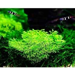 Tropica Riccia fluitans 1-2-GROW