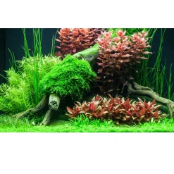 Tropica Rotala macrandra Japan 1-2-GROW x 3