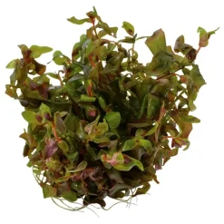Tropica Rotala macrandra Japan 1-2-GROW x 3