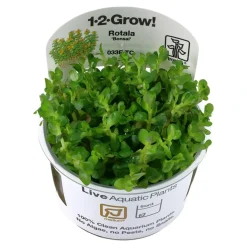 Tropica Rotala sp. bonsai 1-2-GROW x 3