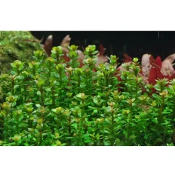 Tropica Rotala sp. bonsai 1-2-GROW x 3
