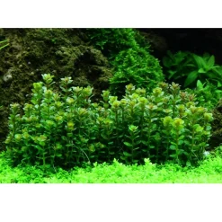 Tropica Rotala sp. bonsai 1-2-GROW x 3