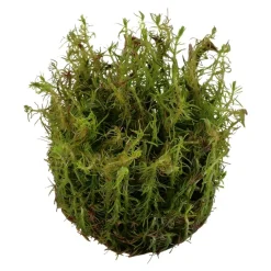 Tropica Rotala wallichii 1-2-GROW x 3