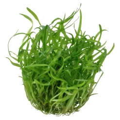 Tropica Sagittaria subulata 1-2-GROW