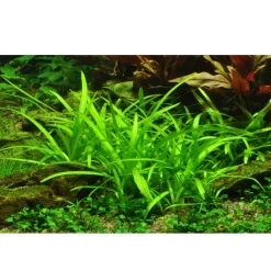 Tropica Sagittaria subulata 1-2-GROW